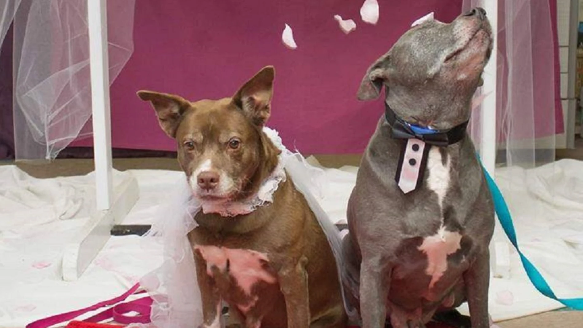 Imagen de los perros que se han casado para ser adoptados juntos