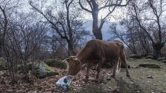 Los plásticos abandonados en el entorno pueden acabar en nuestro organismo. Los plásticos abandonados en el entorno pueden acabar en nuestro organismo.