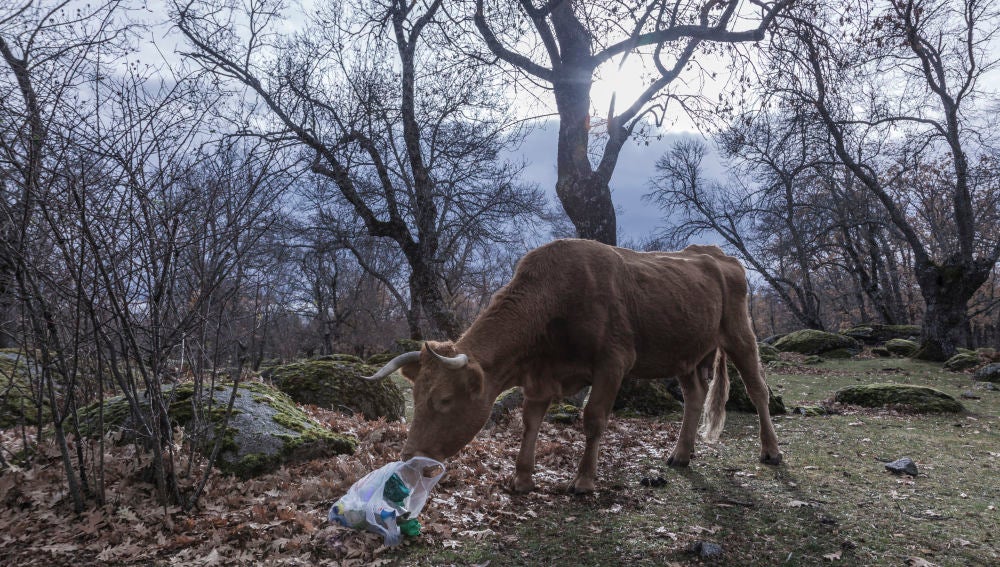 Los plásticos abandonados en el entorno pueden acabar en nuestro organismo.