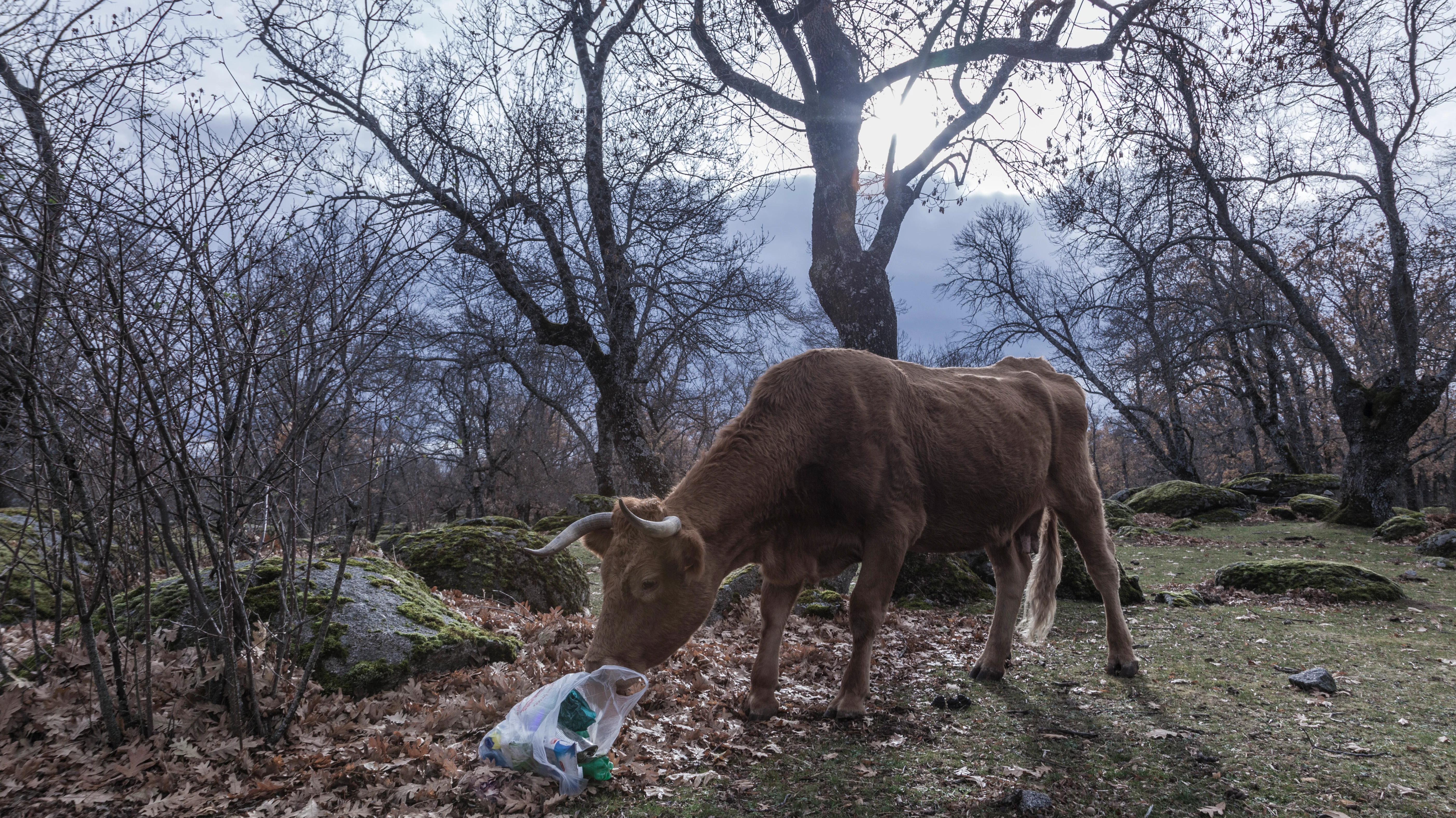 Los plásticos abandonados en el entorno pueden acabar en nuestro organismo.