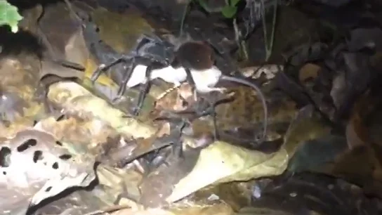 Captan por primera vez a una tarántula gigante comiéndose una zarigüeya Captan por primera vez a una tarántula gigante comiéndose una zarigüeya