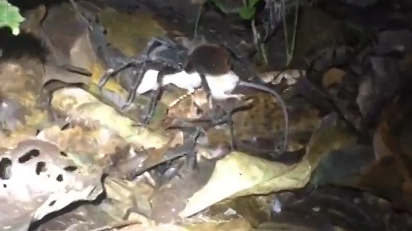 Captan por primera vez a una tarántula gigante comiéndose una zarigüeya Captan por primera vez a una tarántula gigante comiéndose una zarigüeya