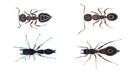 As&iacute; es la ara&ntilde;a capaz de convertirse en hormiga para protegerse de los depredadores