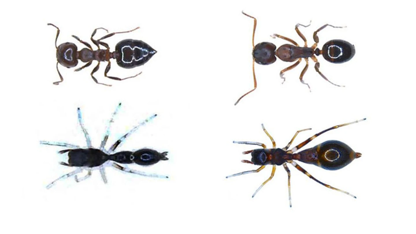 Así es la araña capaz de convertirse en hormiga para protegerse de los depredadores Así es la araña capaz de convertirse en hormiga para protegerse de los depredadores