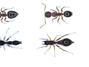 Así es la araña capaz de convertirse en hormiga para protegerse de los depredadores Así es la araña capaz de convertirse en hormiga para protegerse de los depredadores