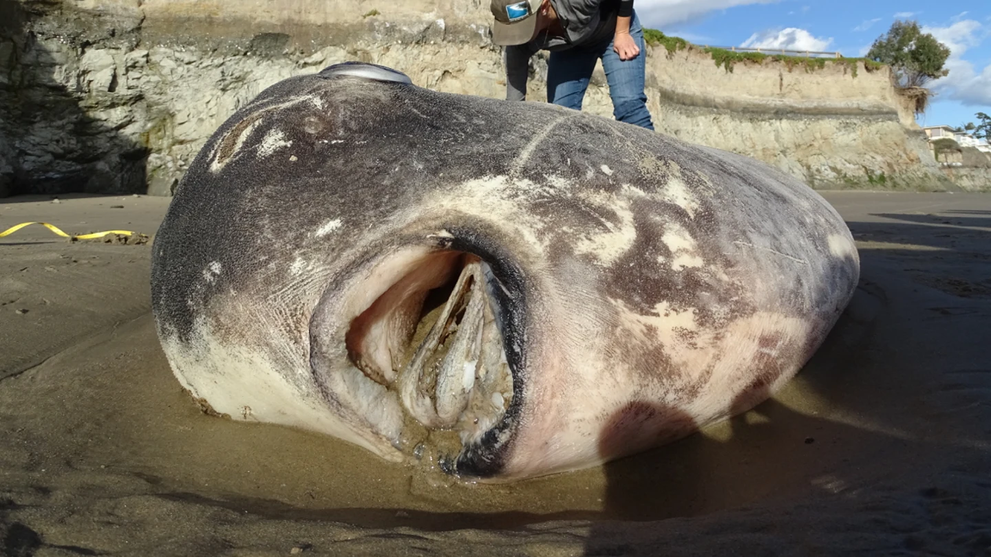 Pez luna gigantesco varado en la costa sur de California Pez luna gigantesco varado en la costa sur de California