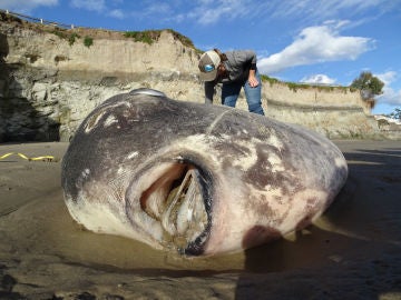 Pez luna gigantesco varado en la costa sur de California Pez luna gigantesco varado en la costa sur de California