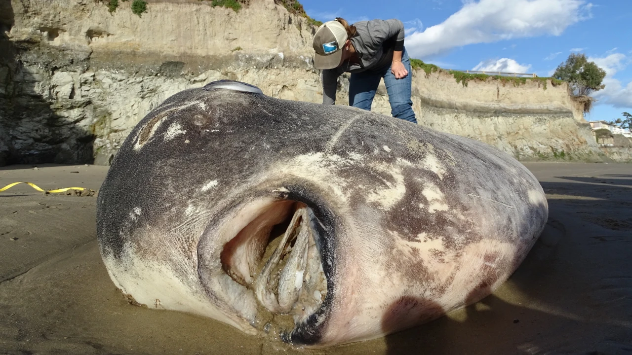 Pez luna gigantesco varado en la costa sur de California