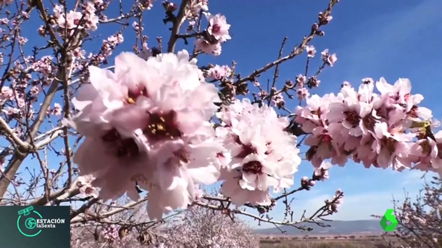 El cambio climático pone en peligro las cosechas valencianas: los almendros florecen un mes antes de lo habitual El cambio climático pone en peligro las cosechas valencianas: los almendros florecen un mes antes de lo habitual
