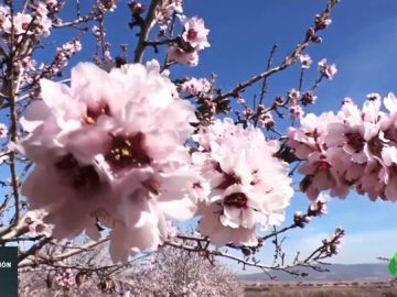 El cambio climático pone en peligro las cosechas valencianas: los almendros florecen un mes antes de lo habitual El cambio climático pone en peligro las cosechas valencianas: los almendros florecen un mes antes de lo habitual
