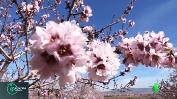 El cambio climático pone en peligro las cosechas valencianas: los almendros florecen un mes antes de lo habitual