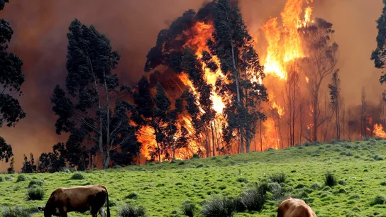 Incendios forestales en Asturias Incendios forestales en Asturias