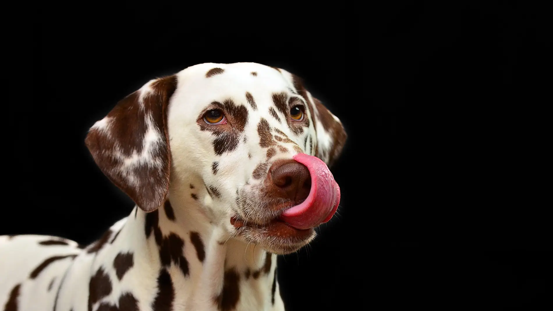Los preparados de carne cruda para perros contienen altos niveles de bacterias