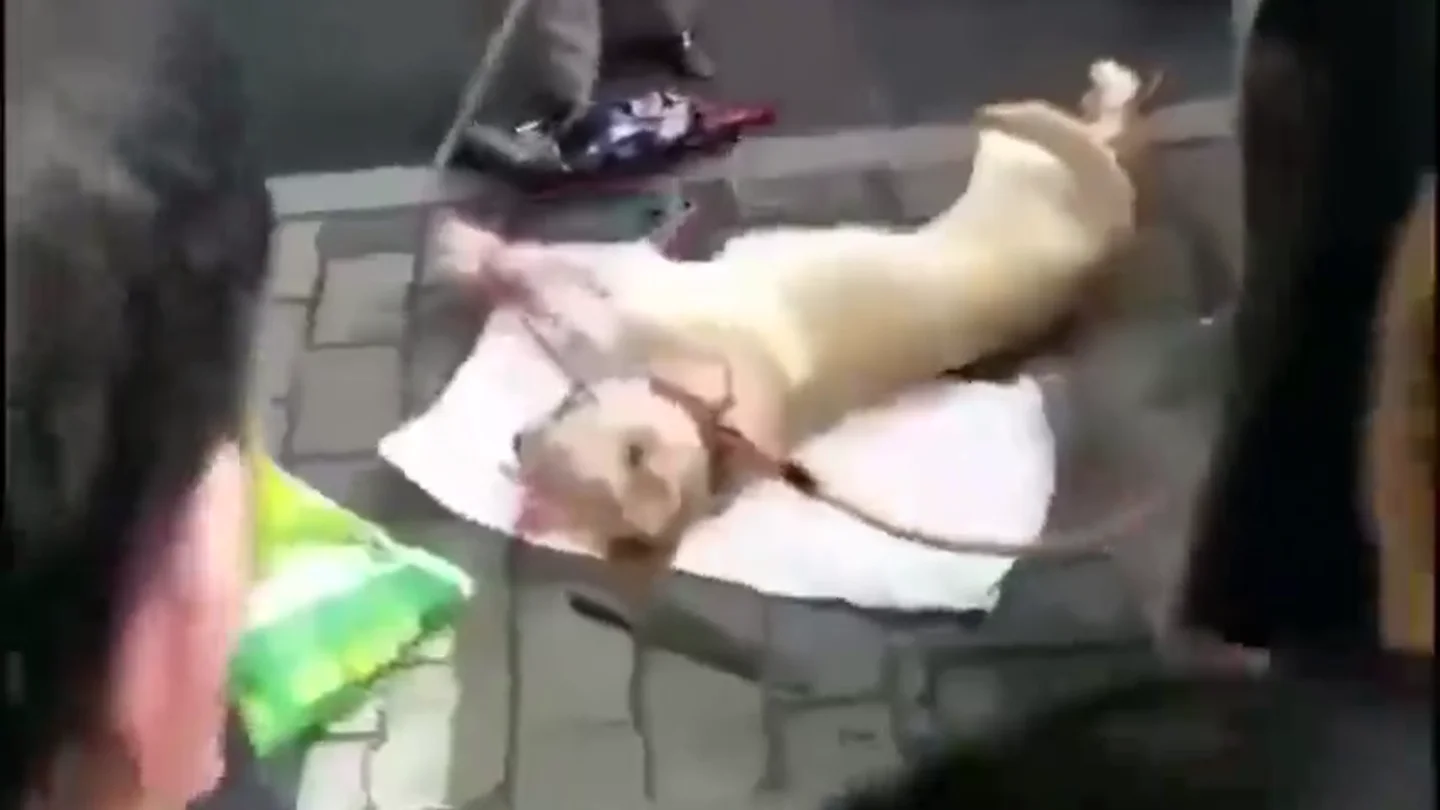 Impactante vídeo: una anciana apalea en plena calle a un perro vivo atado por las patas Impactante vídeo: una anciana apalea en plena calle a un perro vivo atado por las patas