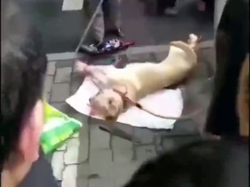 Impactante vídeo: una anciana apalea en plena calle a un perro vivo atado por las patas Impactante vídeo: una anciana apalea en plena calle a un perro vivo atado por las patas