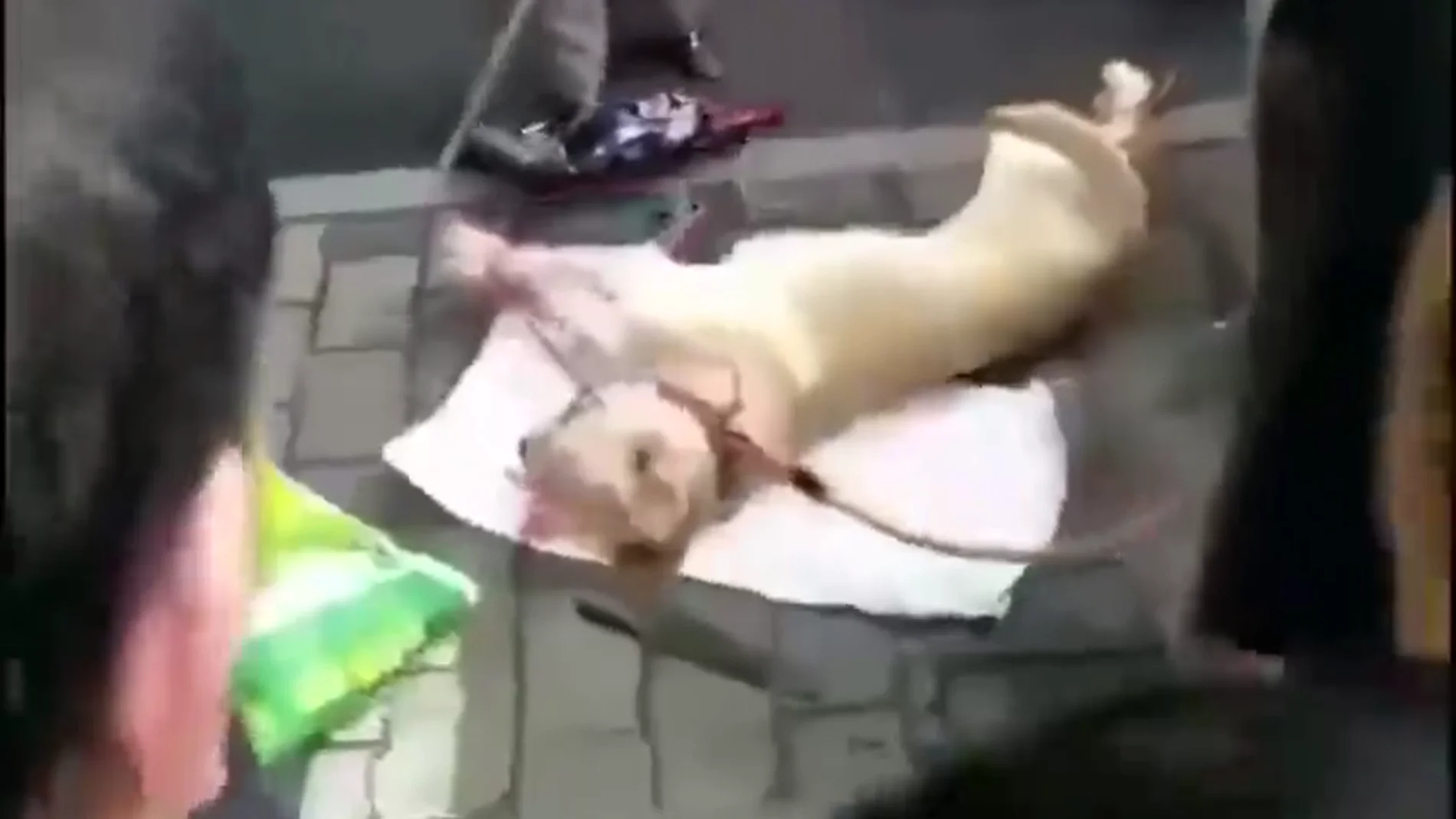 Impactante vídeo: una anciana apalea en plena calle a un perro vivo atado por las patas  