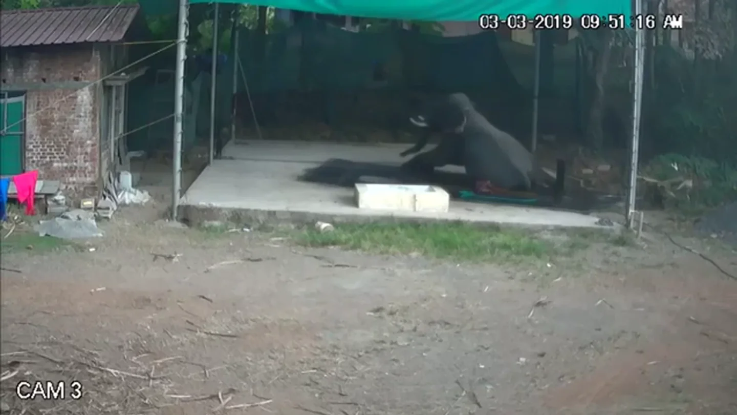 Un elefante mata a su cuidador al sentarse encima de él por error Un elefante mata a su cuidador al sentarse encima de él por error