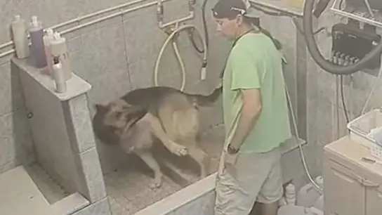 El acusado golpeando al perro El acusado golpeando al perro