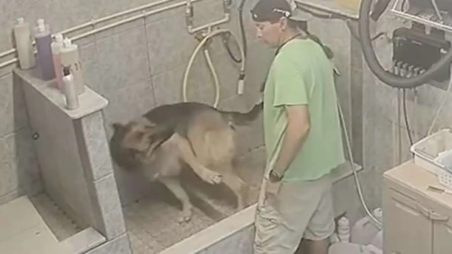 El acusado golpeando al perro El acusado golpeando al perro