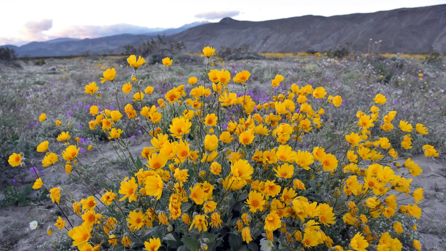 Manto temporal de flores silvestres en el Parque Estatal del Desierto de Anza-Borrego en el condado de San Diego, Californiav Manto temporal de flores silvestres en el Parque Estatal del Desierto de Anza-Borrego en el condado de San Diego, California