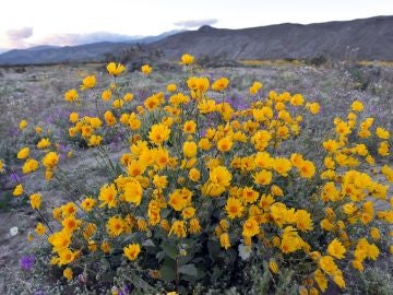 Manto temporal de flores silvestres en el Parque Estatal del Desierto de Anza-Borrego en el condado de San Diego, Californiav Manto temporal de flores silvestres en el Parque Estatal del Desierto de Anza-Borrego en el condado de San Diego, Californiav