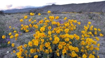 Manto temporal de flores silvestres en el Parque Estatal del Desierto de Anza-Borrego en el condado de San Diego, Californiav