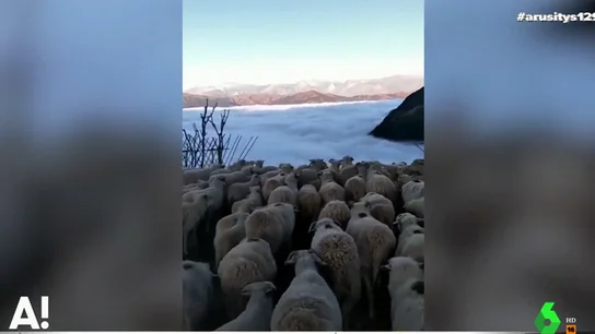 La ilusión óptica que nos deja la niebla: un rebaño de ovejas parece caminar hacia un precipicio La ilusión óptica que nos deja la niebla: un rebaño de ovejas parece caminar hacia un precipicio