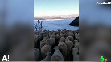 La ilusión óptica que nos deja la niebla: un rebaño de ovejas parece caminar hacia un precipicio