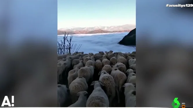 La ilusión óptica que nos deja la niebla: un rebaño de ovejas parece caminar hacia un precipicio