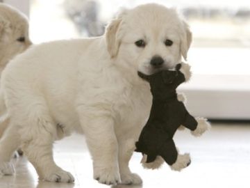 Perros Perros