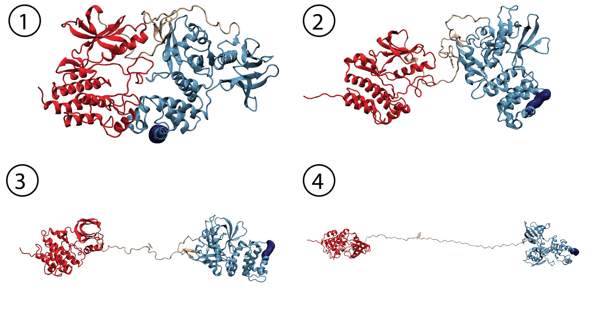 simulación de dinámica molecular