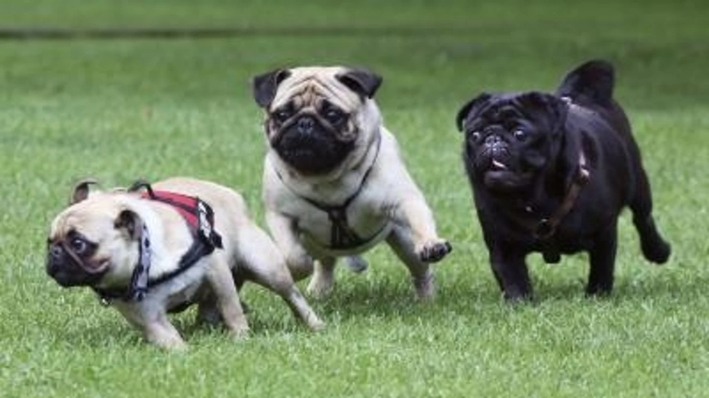 Perros Perros