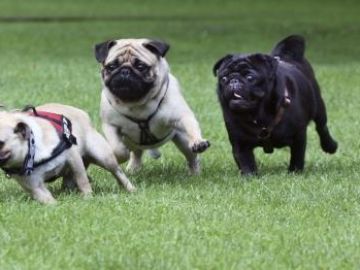 Perros Perros