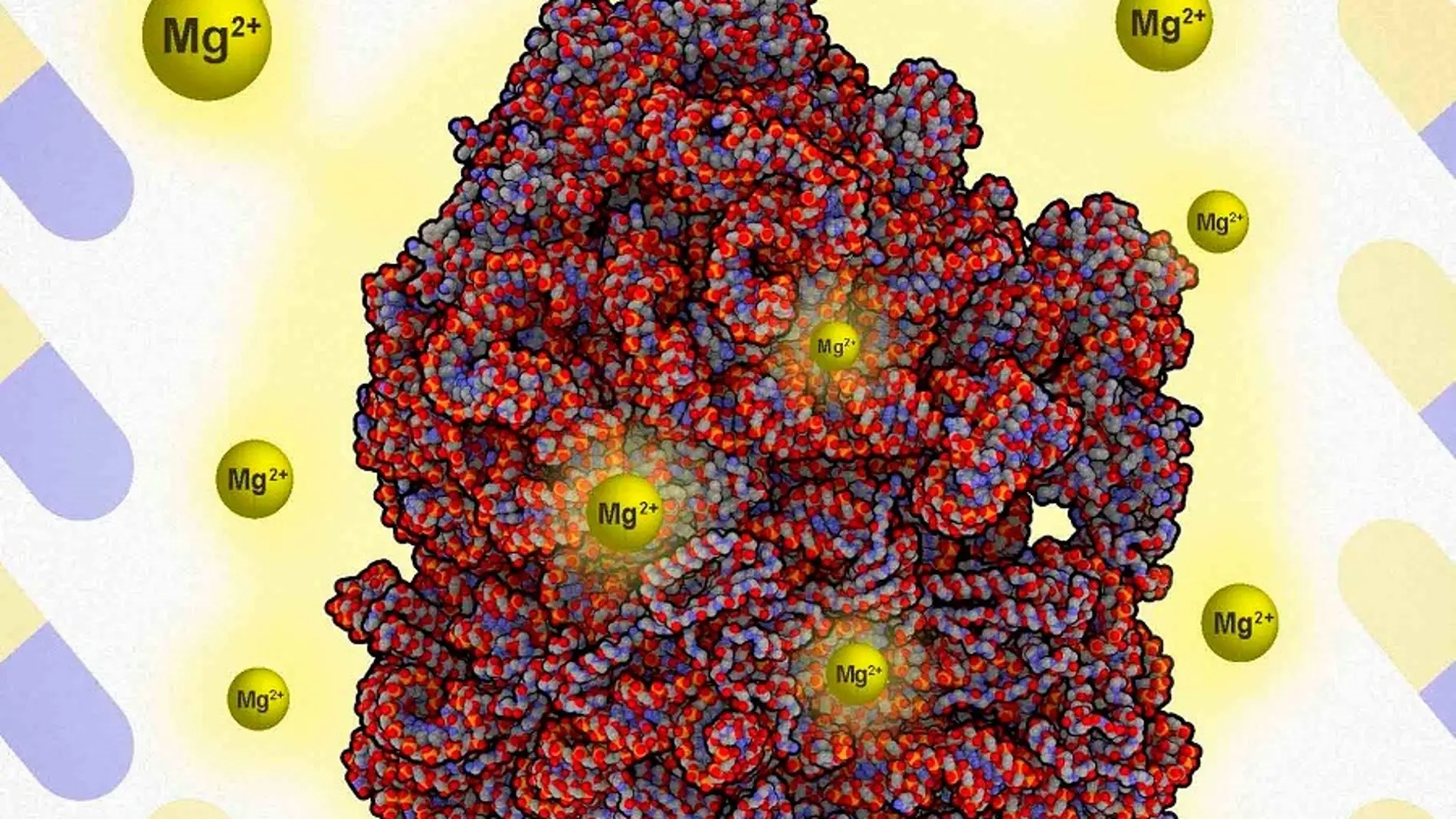 iones de magnesio que se unen a los ribosomas