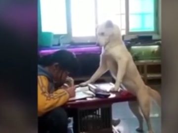 Un perro se posa sobre una mesa frente a una niña haciendo los deberes Un perro se posa sobre una mesa frente a una niña haciendo los deberes