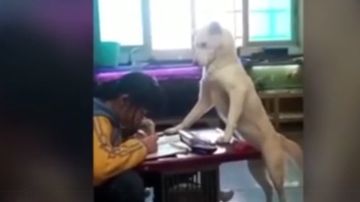 Un perro se posa sobre una mesa frente a una niña haciendo los deberes