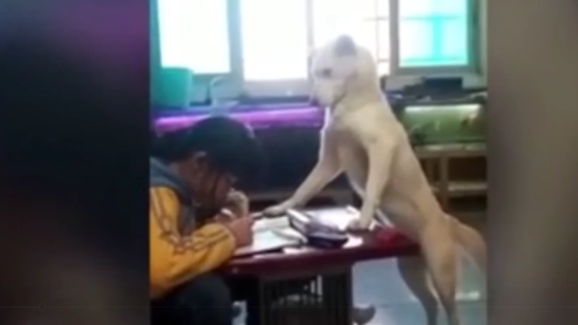 Un perro se posa sobre una mesa frente a una niña haciendo los deberes