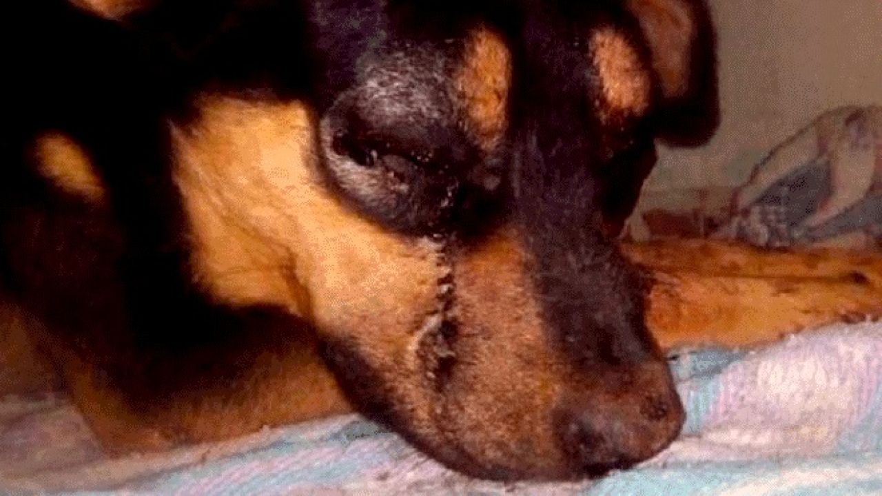 Dos adolescentes golpean brutalmente a un perro hasta la muerte en México