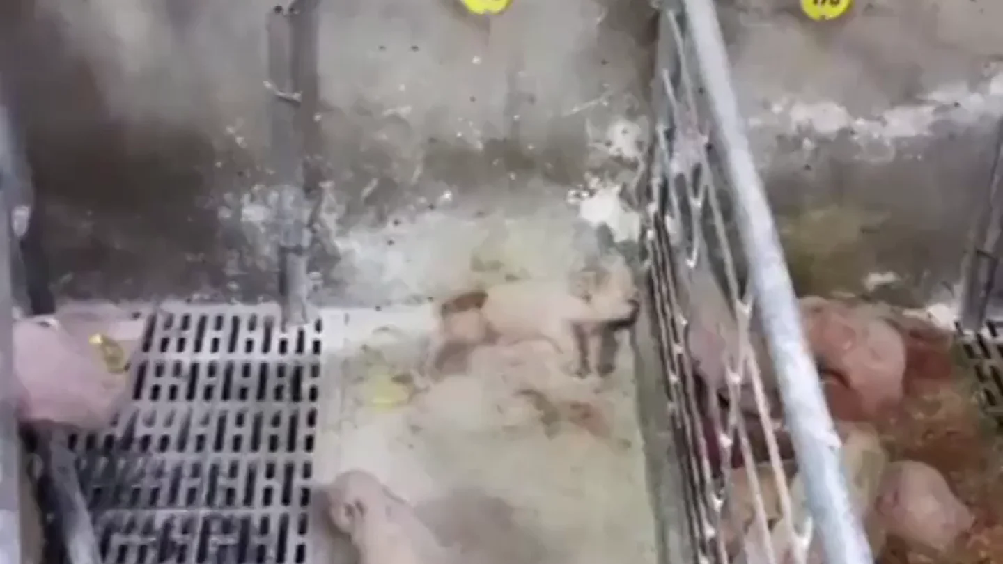 Un grupo de activistas denuncia la "crueldad enorme" que sufren los cerdos de una granja de Barcelona Un grupo de activistas denuncia la "crueldad enorme" que sufren los cerdos de una granja de Barcelona