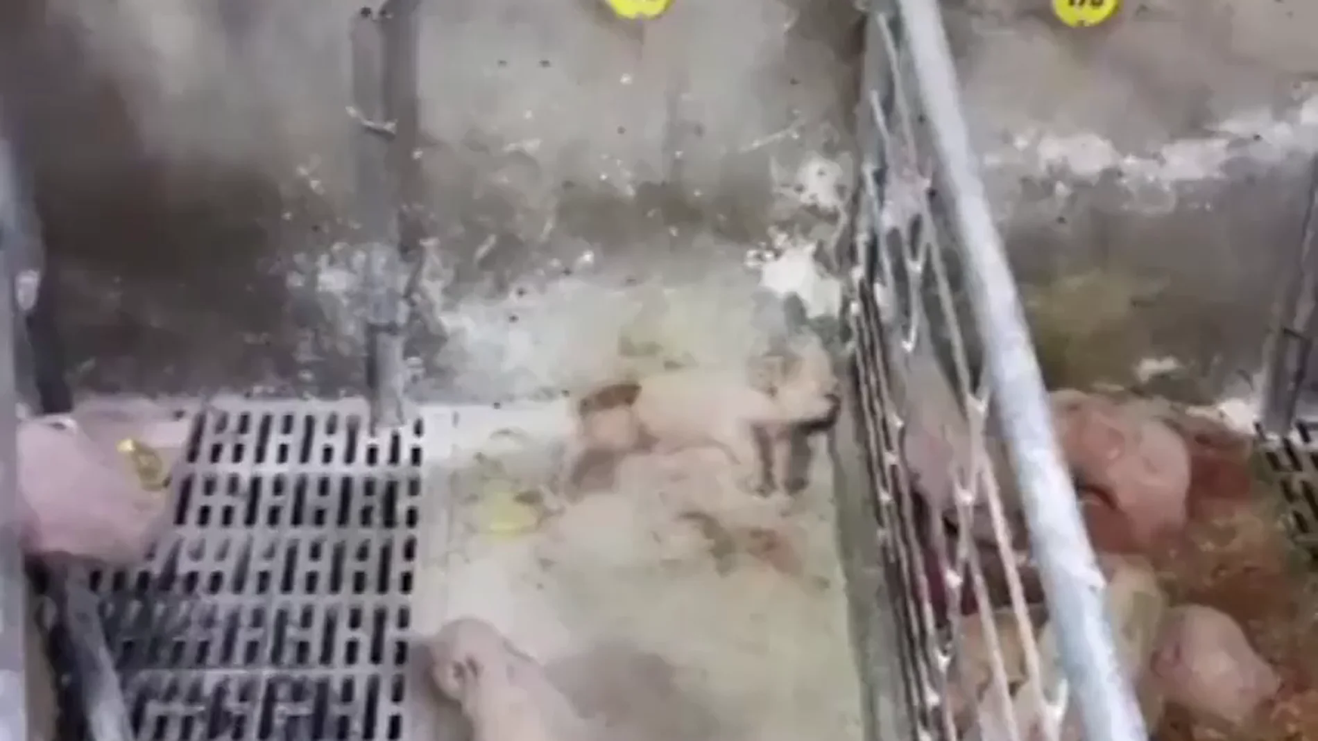 Un grupo de activistas denuncia la "crueldad enorme" que sufren los cerdos de una granja de Barcelona