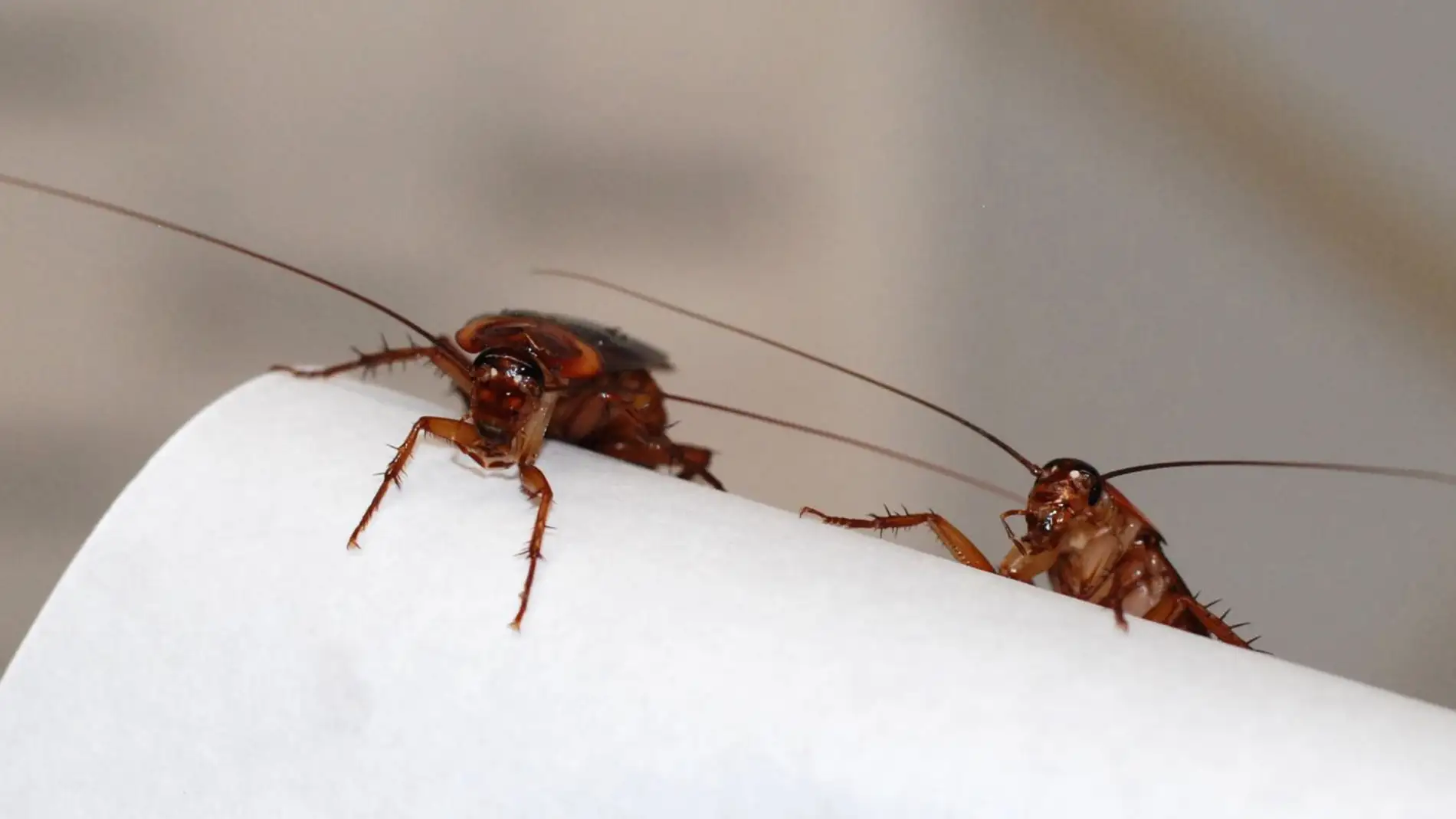 Nacen crecen y con CRISPR desaparecen cucarachas esteriles para acabar con las plagas