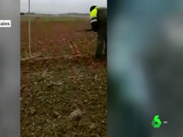 Por vídeos tan violentos como estos es necesario el endurecimiento urgente del Código Penal para el maltrato animal Por vídeos tan violentos como estos es necesario el endurecimiento urgente del Código Penal para el maltrato animal