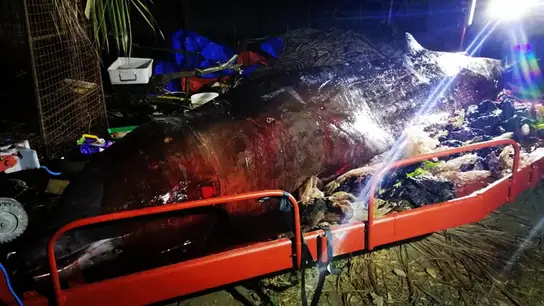 La ballena hallada muerta con plásticos en el estómago La ballena hallada muerta con plásticos en el estómago