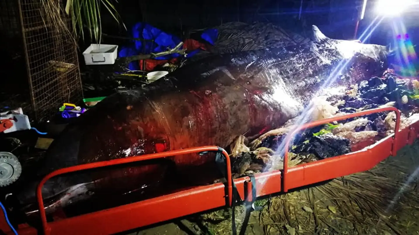 La ballena hallada muerta con plásticos en el estómago La ballena hallada muerta con plásticos en el estómago