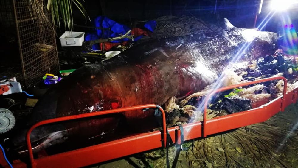 La ballena hallada muerta con plásticos en el estómago