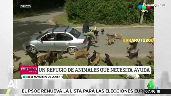 Una jauría de perros ataca a un periodista en pleno directo Una jauría de perros ataca a un periodista en pleno directo