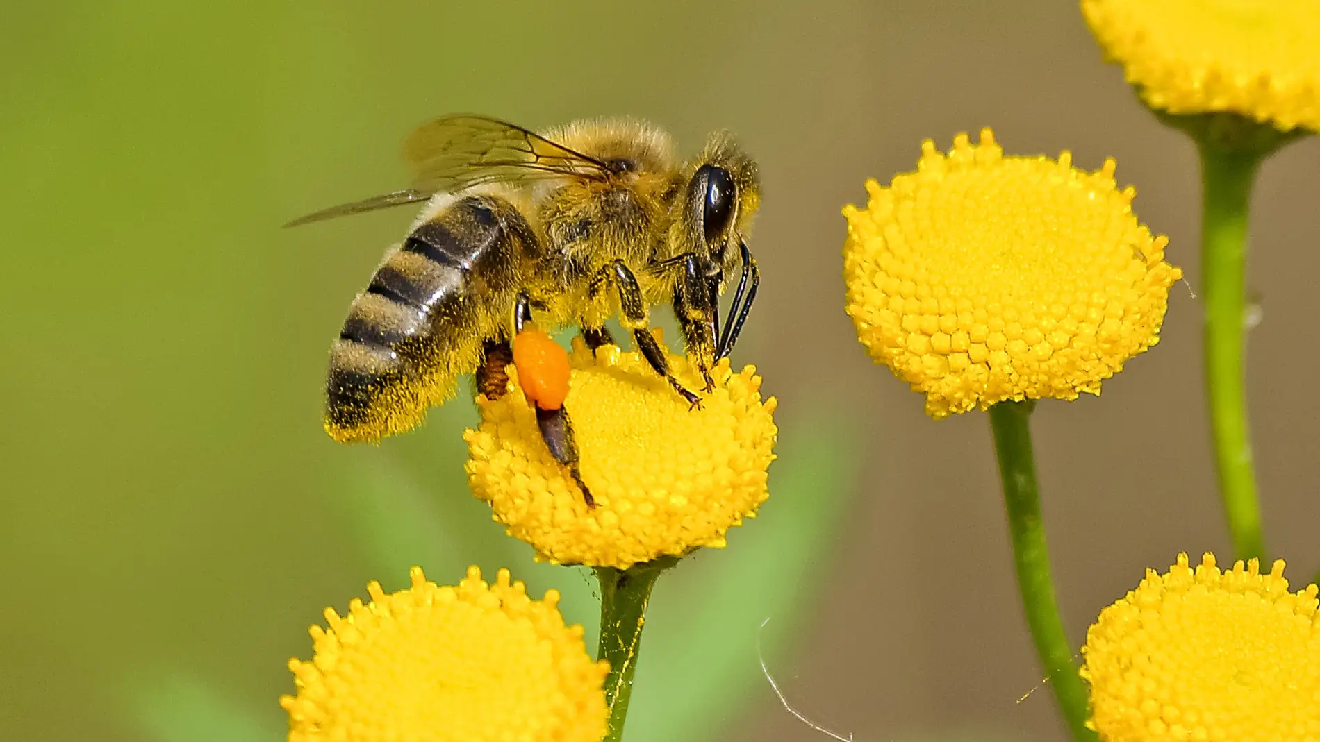 Abeja polinizando