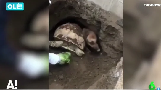 Rescatan a una tortuga y un pastor alemán que quedaron atrapados juntos en un agujero Rescatan a una tortuga y un pastor alemán que quedaron atrapados juntos en un agujero