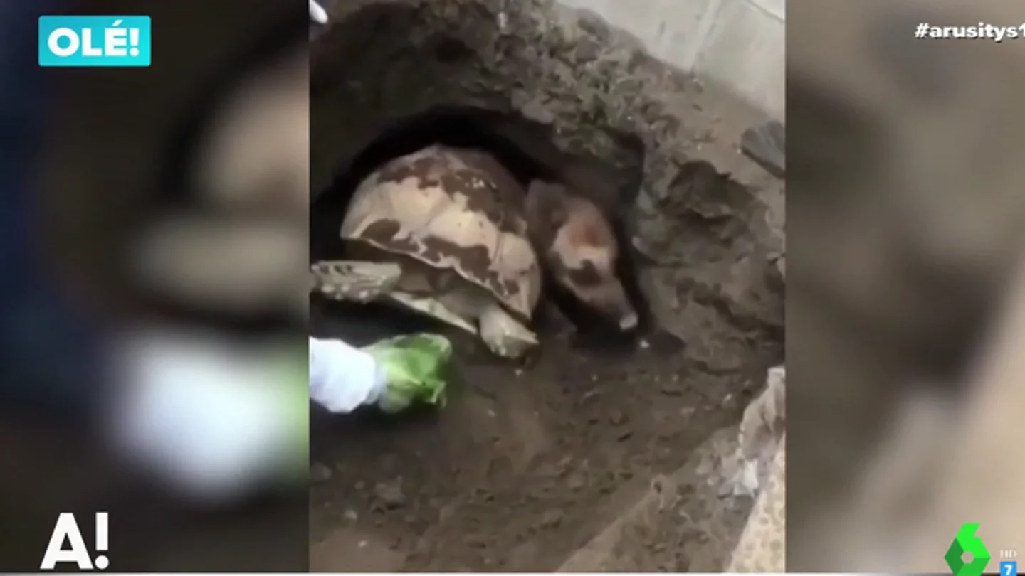 Rescatan a una tortuga y un pastor alemán que quedaron atrapados juntos en un agujero Rescatan a una tortuga y un pastor alemán que quedaron atrapados juntos en un agujero