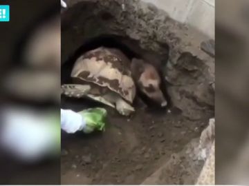 Rescatan a una tortuga y un pastor alemán que quedaron atrapados juntos en un agujero